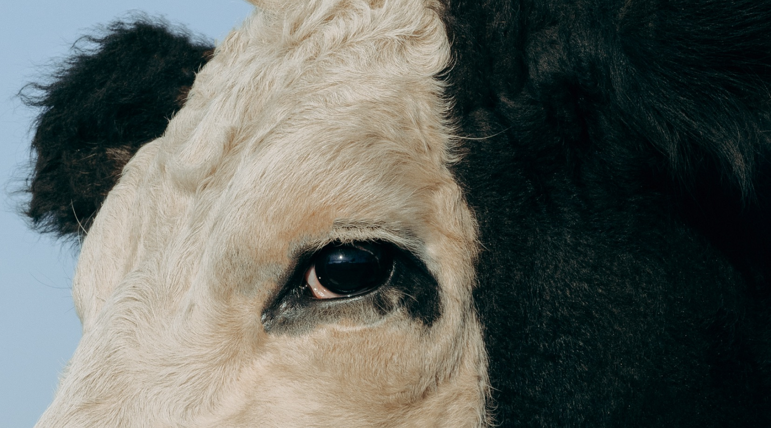 Beef Protein Powder vs. Whey Protein Powder