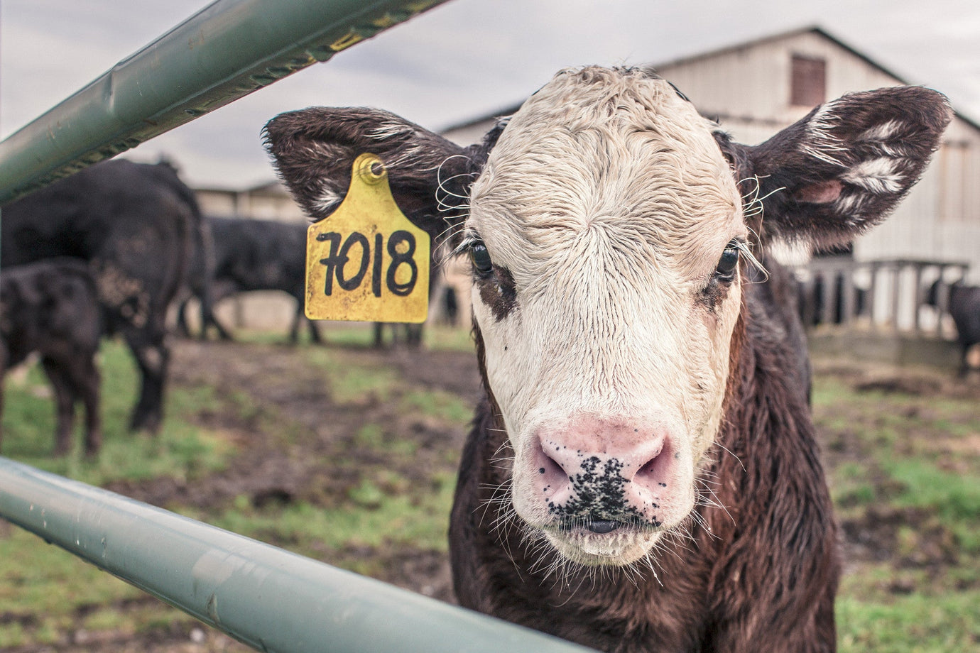 Is Beef Isolate Protein Powder Safe To Drink?Is Beef Isolate Protein Powder Safe To Drink?