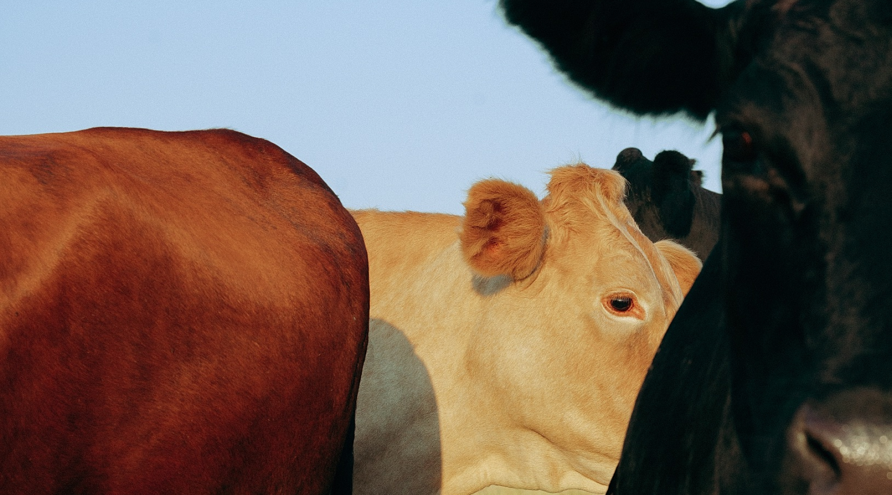 Fatty Ruminant Meat Which Meat is Best to Eat? Ruminant vs Monogastric – Equip