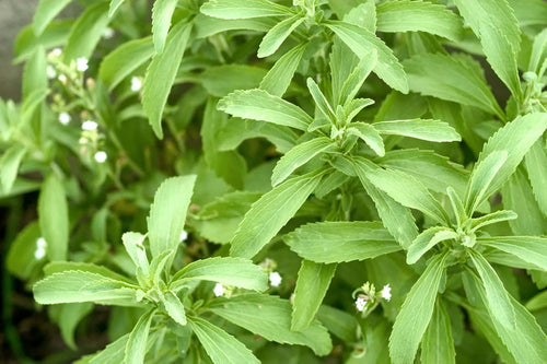 Equip All About Stevia: Answers to the Most Common Questions
