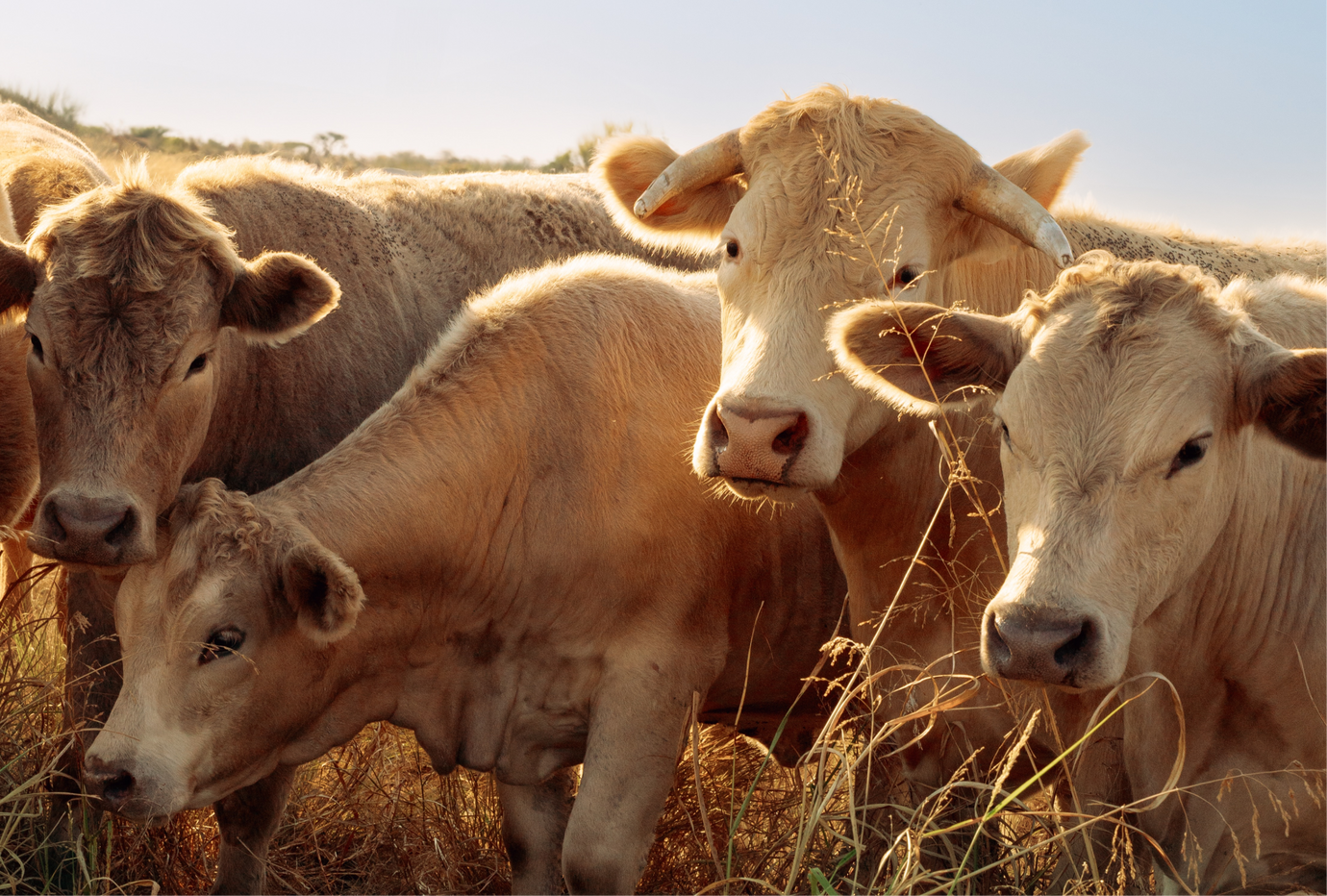 The Power of Beef Protein: A Nutrient-Dense Alternative to Whey & Plant ProteinThe Power of Beef Protein: A Nutrient-Dense Alternative to Whey & Plant Protein