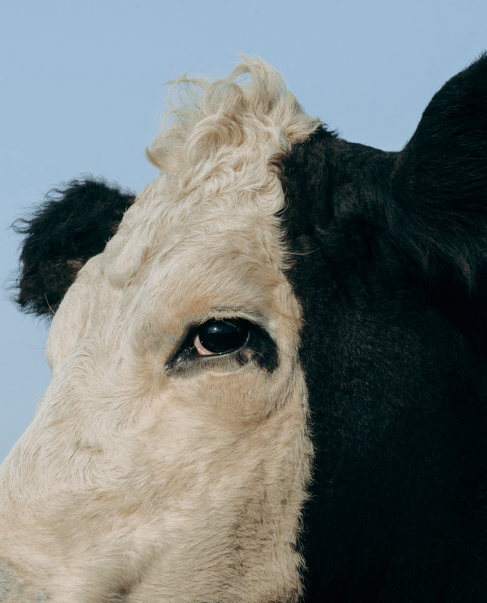 Beef Protein Powder vs. Whey Protein Powder