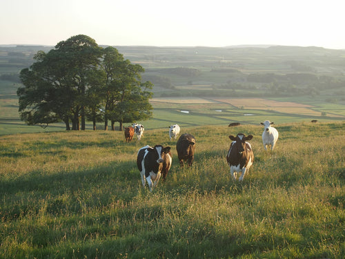 Equip Bovine Colostrum Benefits