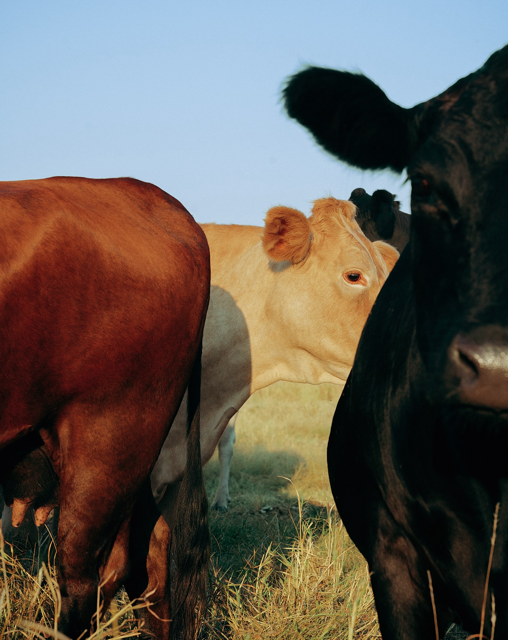 Which Meat is Best to Eat? Ruminant vs Monogastric